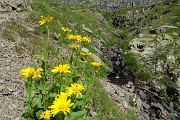 34 Doronico dei macereti (Doronicum grandiflorum)